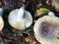 Dióízű galambgomba (Russula heterophylla), Zemplén. Törékeny, tönkhöz nőtt, a tönknél villásan elágazó lemezek